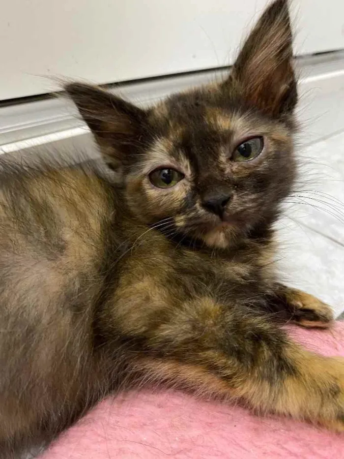 Gato raça Srd idade Abaixo de 2 meses nome Tatinha