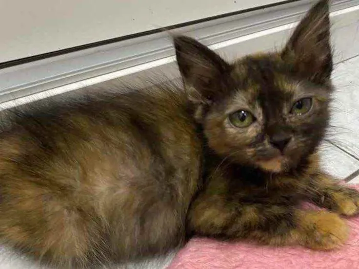 Gato raça Srd idade Abaixo de 2 meses nome Tatinha