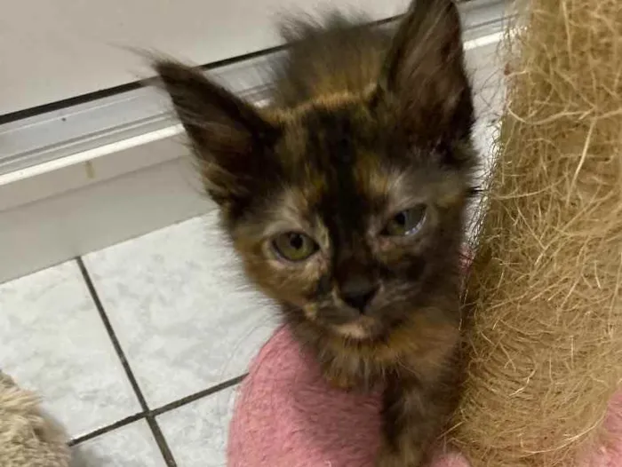 Gato raça Srd idade Abaixo de 2 meses nome Tatinha