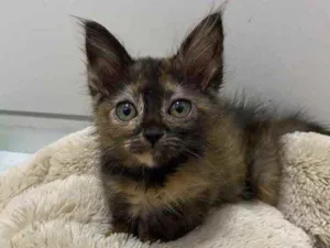 Gato raça Srd idade Abaixo de 2 meses nome Tatinha