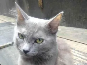 Gato raça SRD idade 4 anos nome Cinza