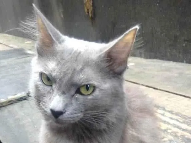 Gato ra a SRD idade 4 anos nome Cinza