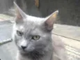 Cinza