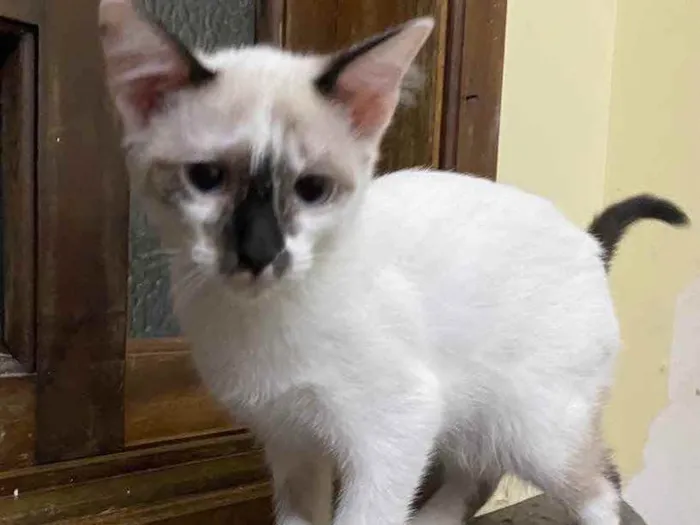 Gato raça Srd idade 2 a 6 meses nome Bruna