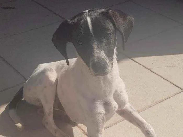 Cachorro raça SRD idade 7 a 11 meses nome Menino