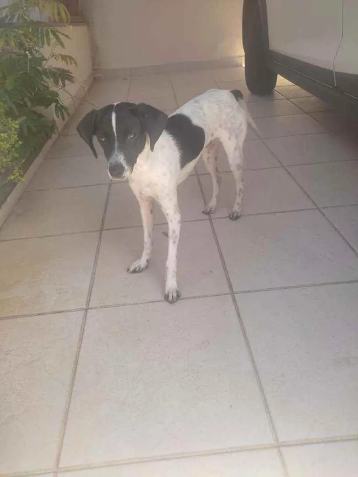 Cachorro raça SRD idade 7 a 11 meses nome Menino