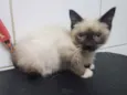Gato raça Srd idade Abaixo de 2 meses nome Sem nome