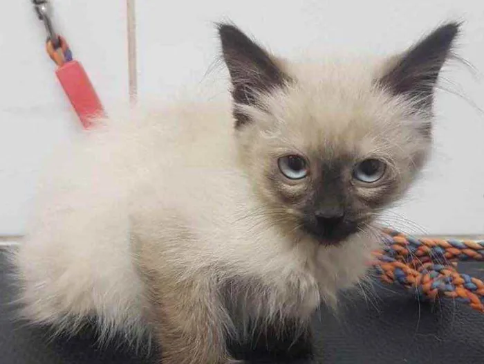 Gato raça Drd idade Abaixo de 2 meses nome Sem nome