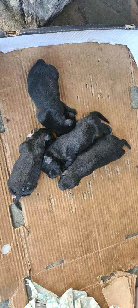 Cachorro ra a Vira lata idade 2 anos nome Pretinha