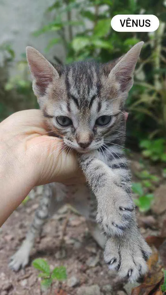 Gato raça Vira lata idade 2 a 6 meses nome Vênus