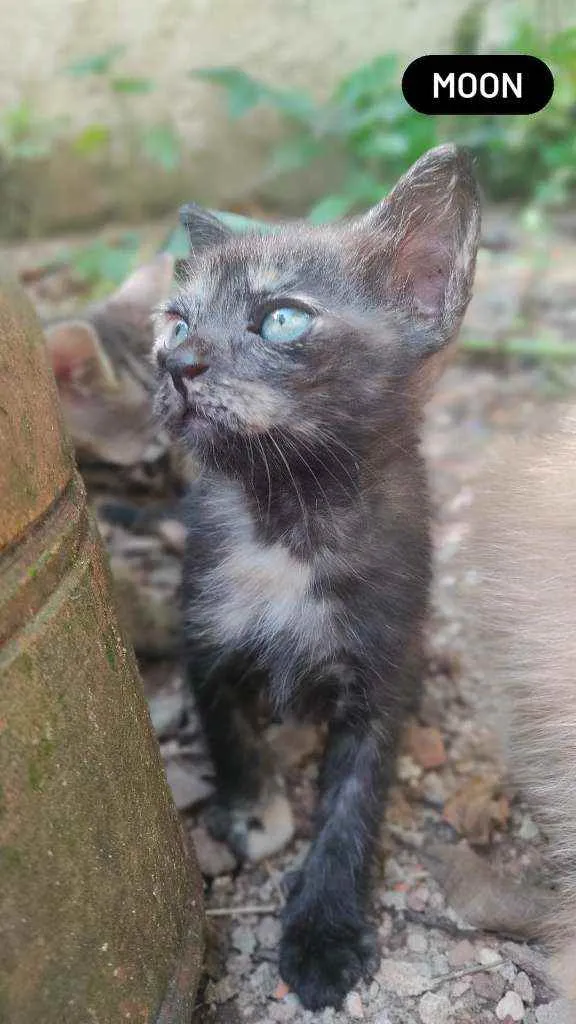 Gato raça Vira lata idade 2 a 6 meses nome Moon