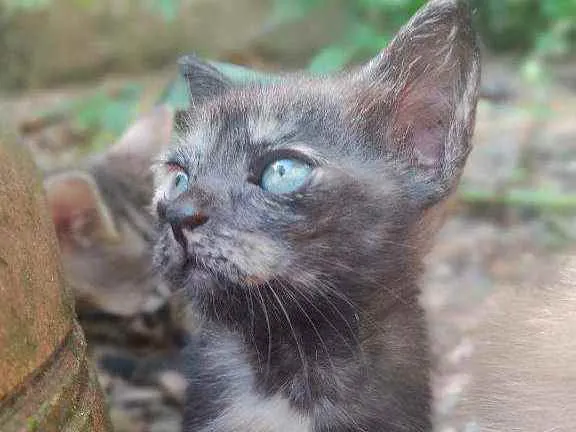 Gato raça Vira lata idade 2 a 6 meses nome Moon