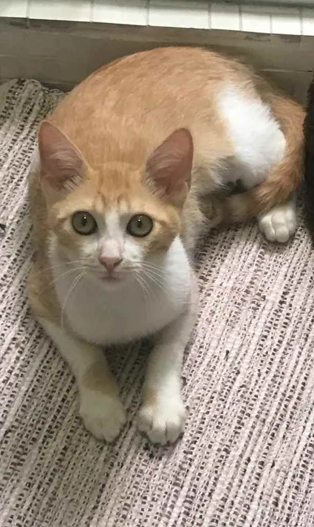 Gato ra a SRD idade 2 a 6 meses nome Leona