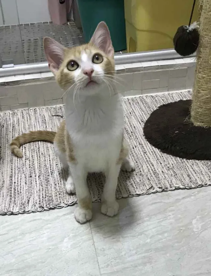 Gato ra a SRD idade 2 a 6 meses nome Leona