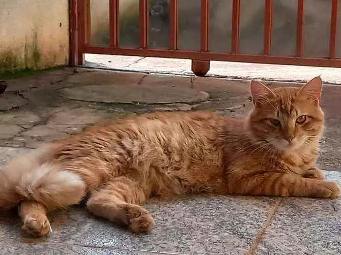 Gato ra a Laranja idade 1 ano nome Kyo