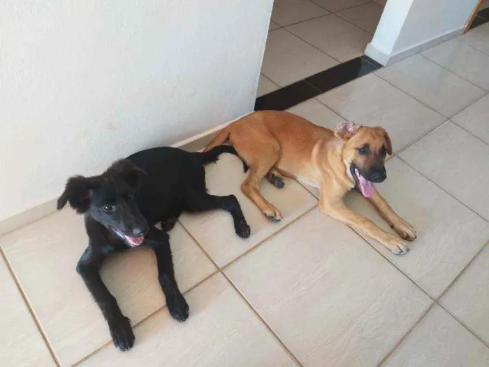 Cachorro ra a Pastor alemão mistiço idade 2 a 6 meses nome Pingo