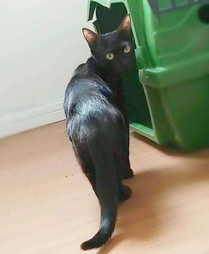 Gato ra a Srd idade 1 ano nome Maya 