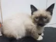 Gato raça Srd idade Abaixo de 2 meses nome Sem nome