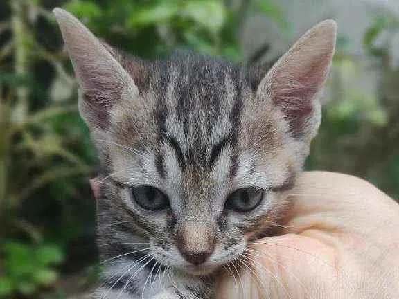 Gato raça Vira lata idade 2 a 6 meses nome Vênus