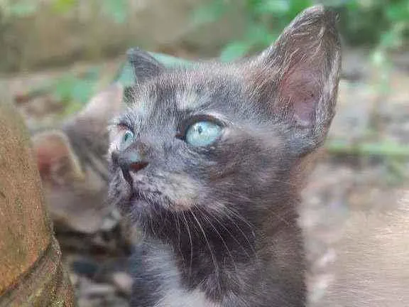 Gato raça Vira lata idade 2 a 6 meses nome Moon