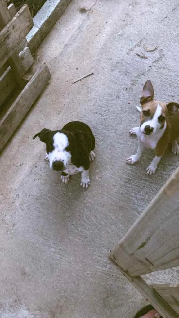 Cachorro ra a Mistura de pitbull com viralat idade 2 a 6 meses nome Não tem nome 