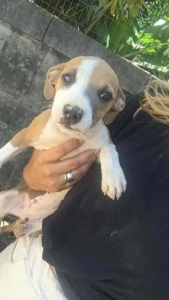 Cachorro ra a Mistura de pitbull com viralat idade 2 a 6 meses nome Não tem nome 