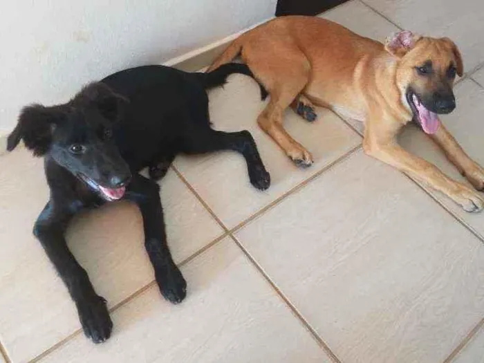 Cachorro ra a Pastor alemão mistiço idade 2 a 6 meses nome Pingo