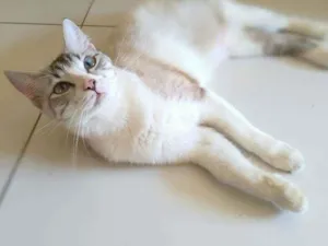 Gato raça srd idade 1 ano nome Angelita