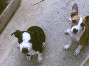 Cachorro raça Mistura de pitbull com viralat idade 2 a 6 meses nome Não tem nome 