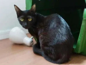 Gato raça srd idade 1 ano nome Maya