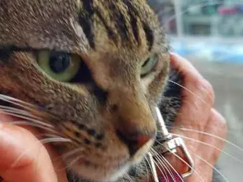 Gato raça Srd idade 2 a 6 meses nome Norinho