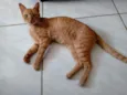Amarelinho