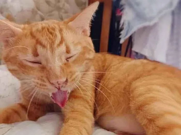 Gato ra a srd idade 4 anos nome Matheus