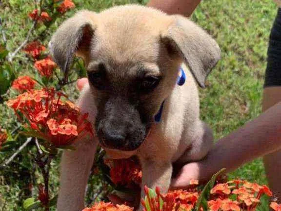 Cachorro raça SRD idade 2 a 6 meses nome Théo