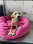 Cachorro raça SRD  idade 1 ano nome Pipoca 