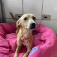 Cachorro raça SRD  idade 1 ano nome Pipoca 