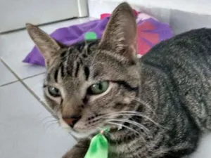 Gato raça Srd idade 2 a 6 meses nome Norinho