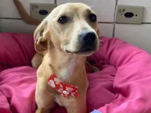 Cachorro raça SRD  idade 1 ano nome Pipoca 