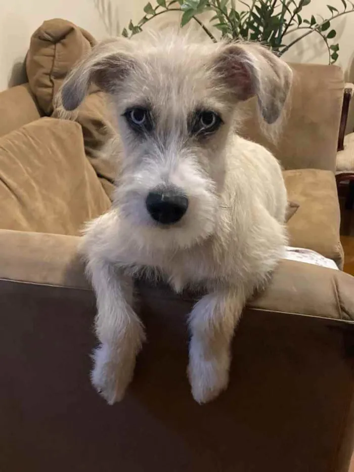 Cachorro raça SRD  idade 7 a 11 meses nome Valentina