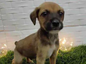 Cachorro raça Srd idade 2 a 6 meses nome Chocolate