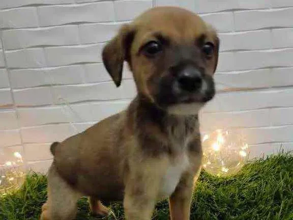 Cachorro raça Srd idade 2 a 6 meses nome Chocolate