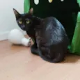 Maya 