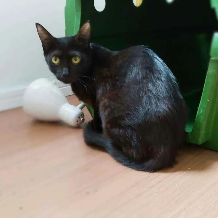 Gato ra a Srd idade 1 ano nome Maya 