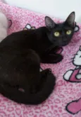 Maya 