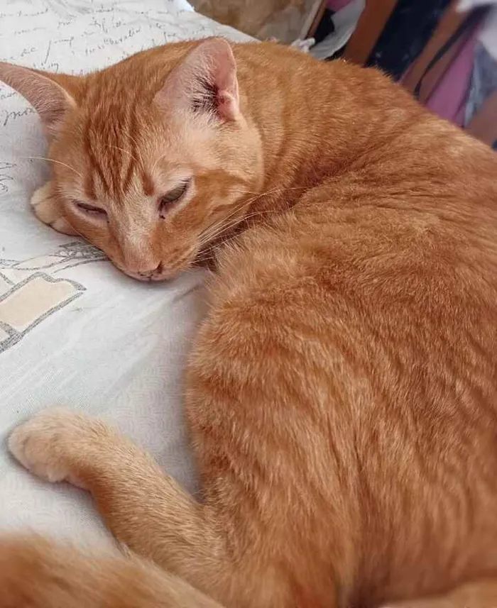 Gato ra a srd idade 4 anos nome Matheus