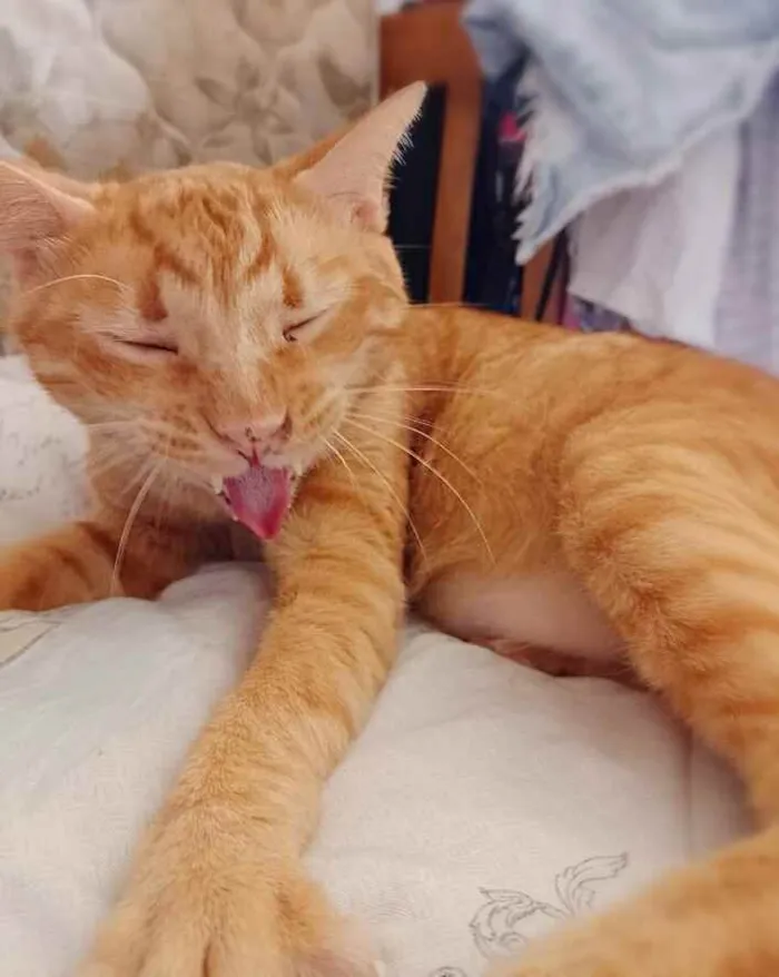 Gato ra a srd idade 4 anos nome Matheus