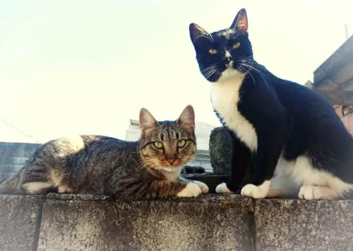 Gato ra a srd idade 2 anos nome Mike