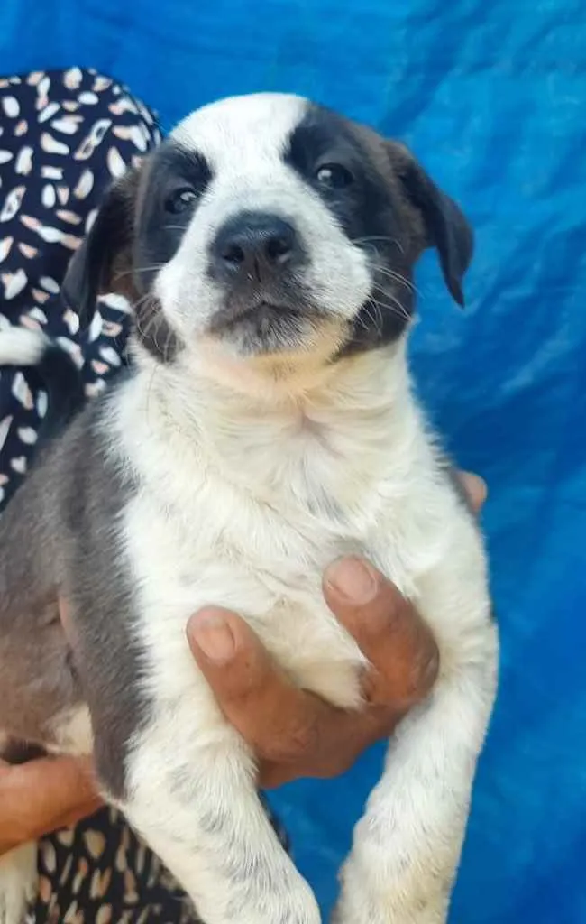 Cachorro raça SRD idade Abaixo de 2 meses nome Sem Nome 