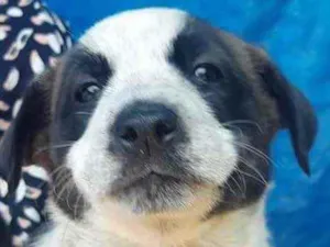 Cachorro raça SRD idade Abaixo de 2 meses nome Sem Nome 