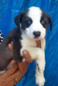 Cachorro raça SRD  idade Abaixo de 2 meses nome Sem Nome